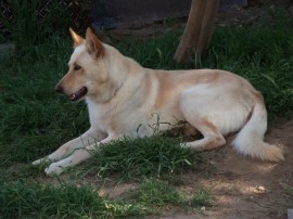 Vento(Can de palleiro)